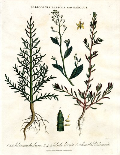 Salicornia; Salsola ve Samolus: Halofitik Kıyı Bitkileri by John Pass