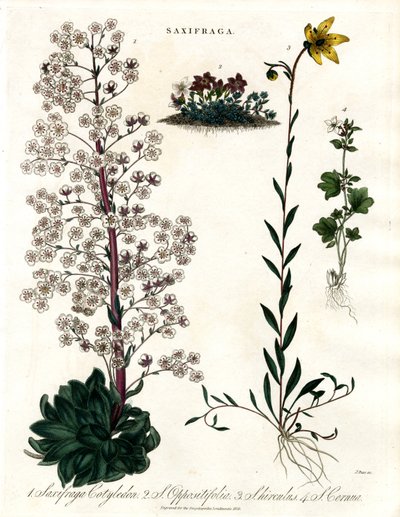 Saxifraga Türleri by John Pass