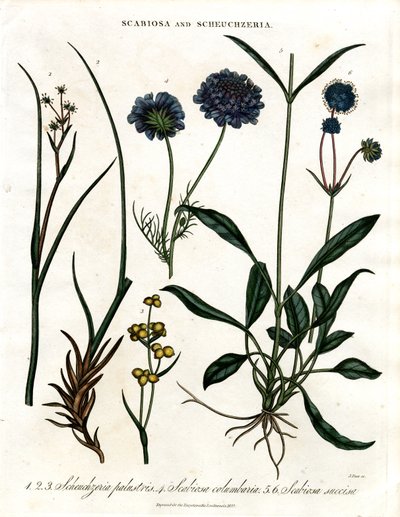 Scabiosa ve Scheuchzeria by John Pass