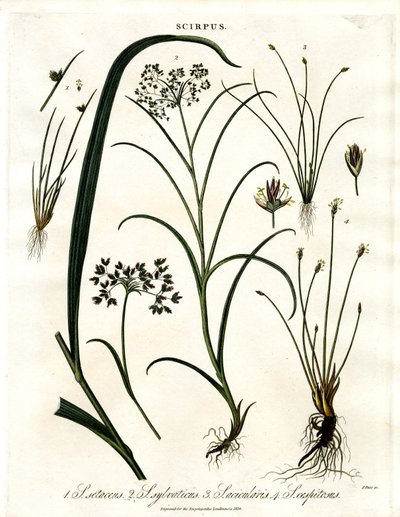 Scirpus Türleri by John Pass