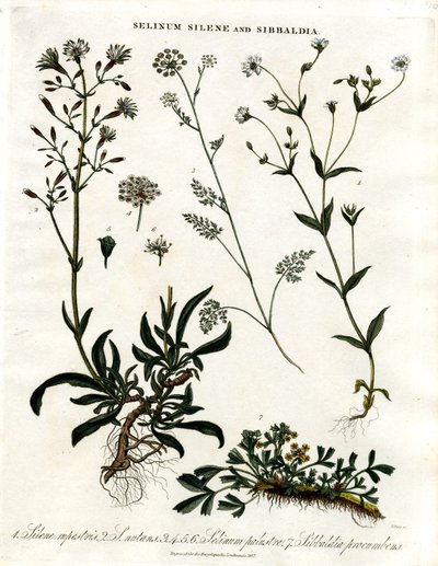 Selinum; Silene ve Sibbaldia by John Pass