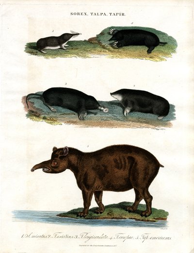 Sorex; Talpa; Tapir: Sivri Fareler; Köstebekler ve Tapirler by John Pass