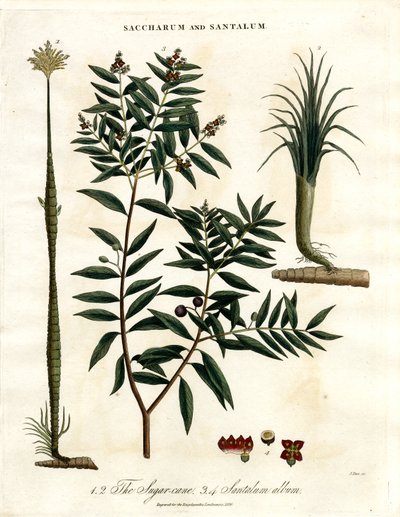 Şeker Kamışı ve Sandal Ağacı by John Pass