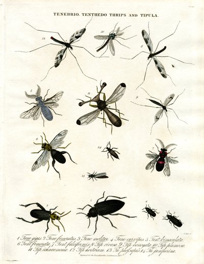 Tenebrio; Tenthedo; Thrips ve Tipula - Böcek Çeşitliliği by John Pass