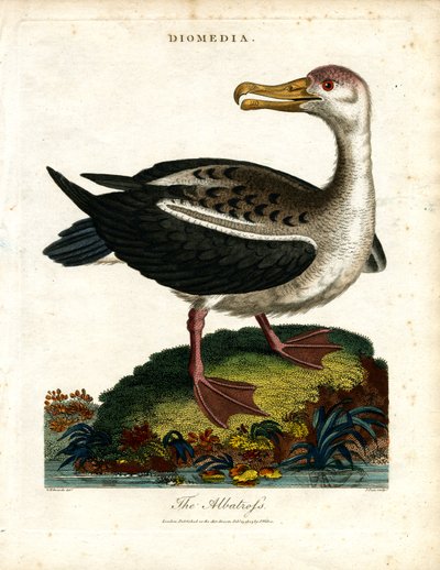 Albatros by John Pass