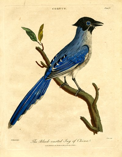 Çin