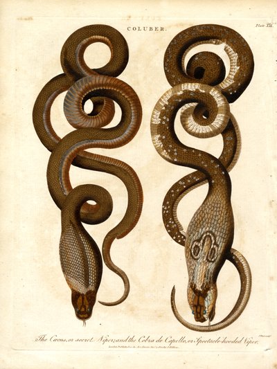Cæcus ya da Gizli Engerek ve Cobra de Capello ya da Gözlüklü Engerek by John Pass