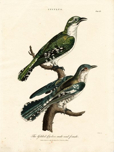 Yaldızlı Guguk Kuşu Erkek ve Kadın by John Pass