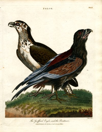 Griffard Kartalı ve Kayıkçı by John Pass