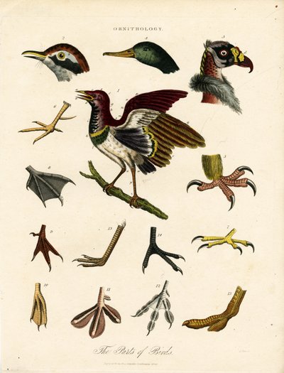 Kuşların Bölümleri (Ornitoloji) by John Pass