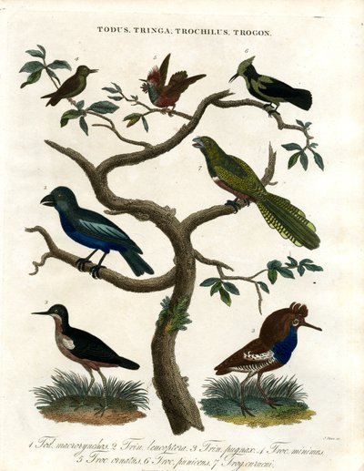Todus; Tringa; Trochilus ve Trogon by John Pass