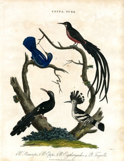 Upupa ve Yunx (Hoopoe ve Wryneck) by John Pass