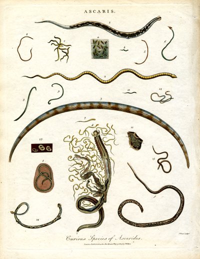 Çeşitli Ascarides Türleri by John Pass