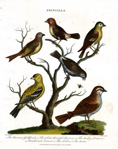 Çeşitli İspinoz Türleri (Fringilla) by John Pass