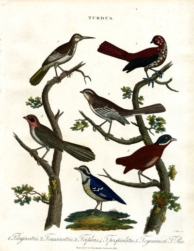 Çeşitli Ardıç Kuşu Türleri (Turdus) by John Pass