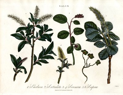 Çeşitli Söğüt Türleri (Salix) by John Pass