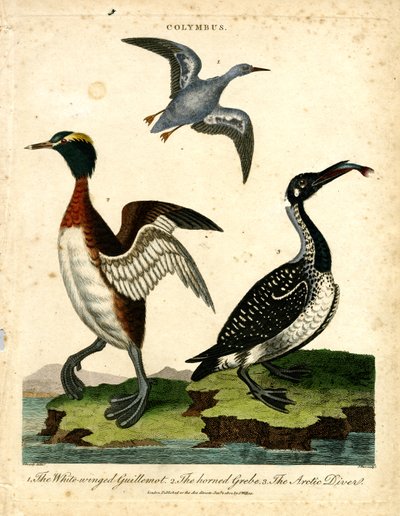 Su Kuşları - Beyaz Kanatlı Guillemot; Boynuzlu Batağan ve Kutup Dalgıcı by John Pass