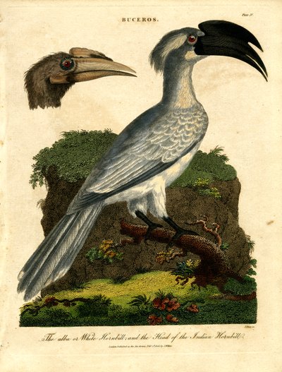 Beyaz Hornbill ve Hint Hornbill by John Pass