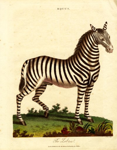 Zebra (Equus) by John Pass