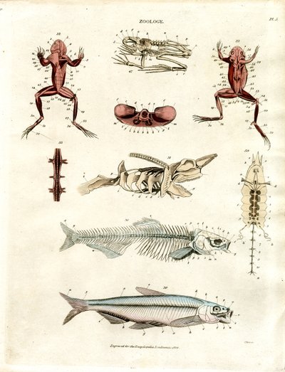 Zoolojik Anatomik Çizimler (Levha 5) by John Pass