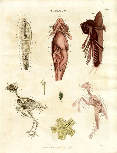 Zoolojik Anatomik Çizimler (Levha XV) by John Pass