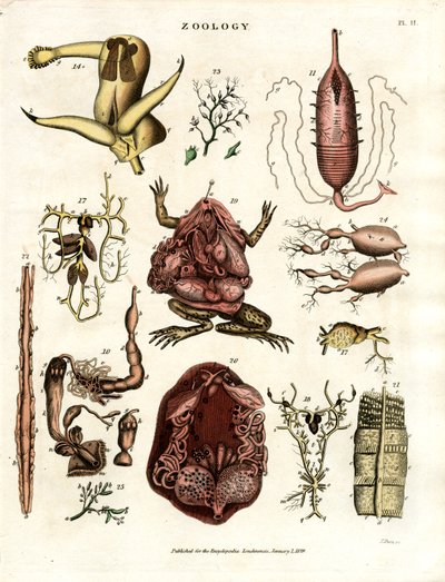 Zooloji Pl. II: Çeşitli Hayvanların ve Organların Anatomik Çizimleri by John Pass
