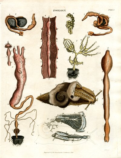 Zooloji Levha I: Çeşitli Hayvanların Anatomik Çizimleri by John Pass