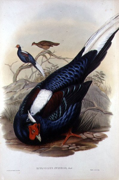 Euplocomus Swinhoii, Walter & Cohn, Londra, pub tarafından oyulmuş. 1850-83 arası (el boyaması taş) by John and Richter Henry Constantine (after) Gould