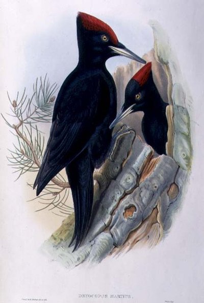 Büyük Kara Ağaçkakan (Dryocopus Martius) (el renkli taş) by John and Richter Henry Constantine (after) Gould