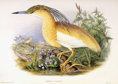 Buphus Comatus, c.1862-3 (el boyaması taş baskılı levha) by John and Richter Henry Constantine Gould