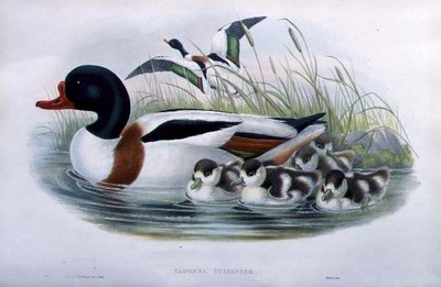 Sheldrake (Tadorna Vulpanser) (el renkli taş) by John and Richter Henry Constantine (after) Gould
