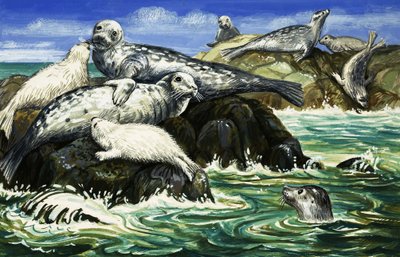 Deniz Dostumuz Fok Balığı by John Rignall