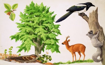 Kayın Ağacı by John Rignall