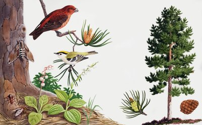 Çam ağacı ve sakinleri by John Rignall