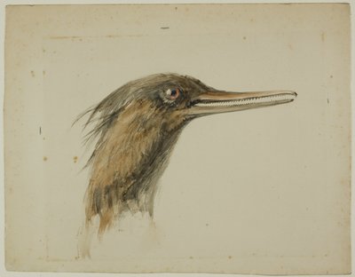 merganser by John Ruskin