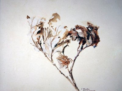 Meşe Yaprakları Çalışması by John Ruskin