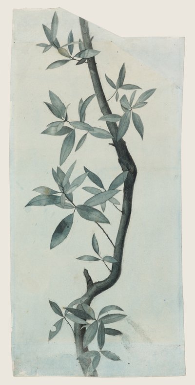 Söğüt Yaprakları Çalışması, 1857 dolayları (kağıt üzerine kalem ve sulu boya) by John Ruskin