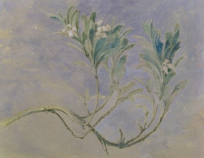 Myrtle Ağacının Dalının İncelenmesi, 1877 dolayları (kalem & kahverengi mürekkep & kağıda beyaz ile yükseltilmiş kurşun kalem üzerinde wc) by John Ruskin