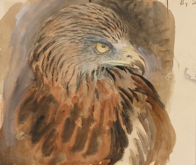The Head of a Kite, Life