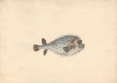 Bir Kirpi Balığı by John Smart
