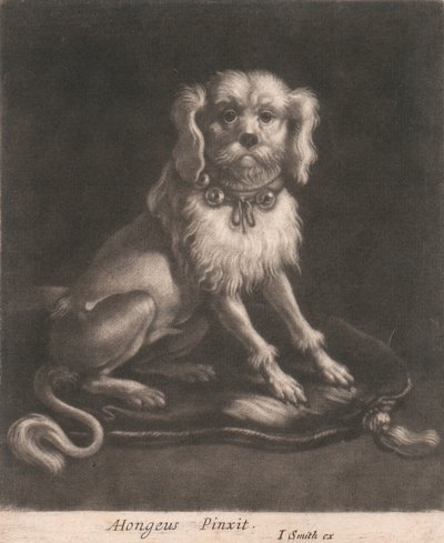 Göbekli Tasma Takan Küçük Bir Köpek. by John Smith