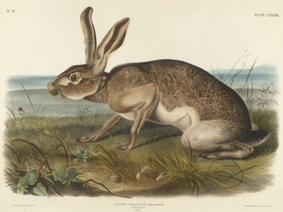 Texian Hare, 1848 (dokuma kağıt üzerine elle renklendirilmiş litografi) by John T. Bowen