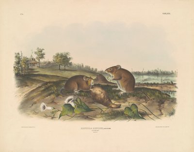 Pamuk Sıçan by John T. Bowen, after John James Audubon