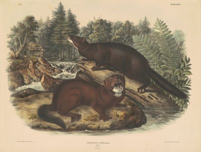 Vizon by John T. Bowen, after John James Audubon