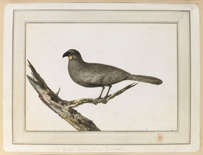 Wattle kuşunun çizimi; Kaptan Cook'un Üçüncü Yolculuğu sırasında 12-25 Şubat 1777 tarihleri arasında Yeni Zelanda'ya yaptığı ziyaret sırasında yapılmıştır. by John Webber