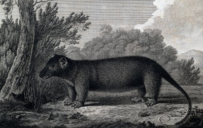Opossum, John Webber (1750-1793) tarafından James Cook'un Üçüncü yolculuğu sırasında yapılan çizim sonrası gravür by John Webber