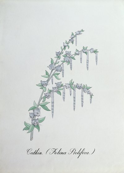 Catkin (Felina Prolifica.), John Weir