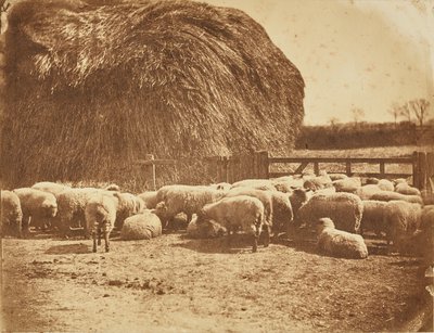 [Ağıldaki koyunlar] by John Whistler