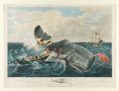 Sperm balinası yakalamak by John William Hill