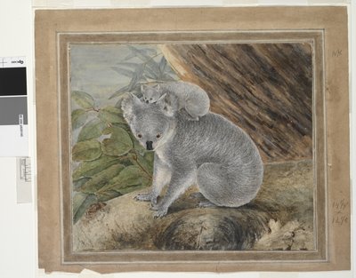 Koala ve genç, 1803, J.W. Lewin, 1803 (wc ve guaj) by John William Lewin